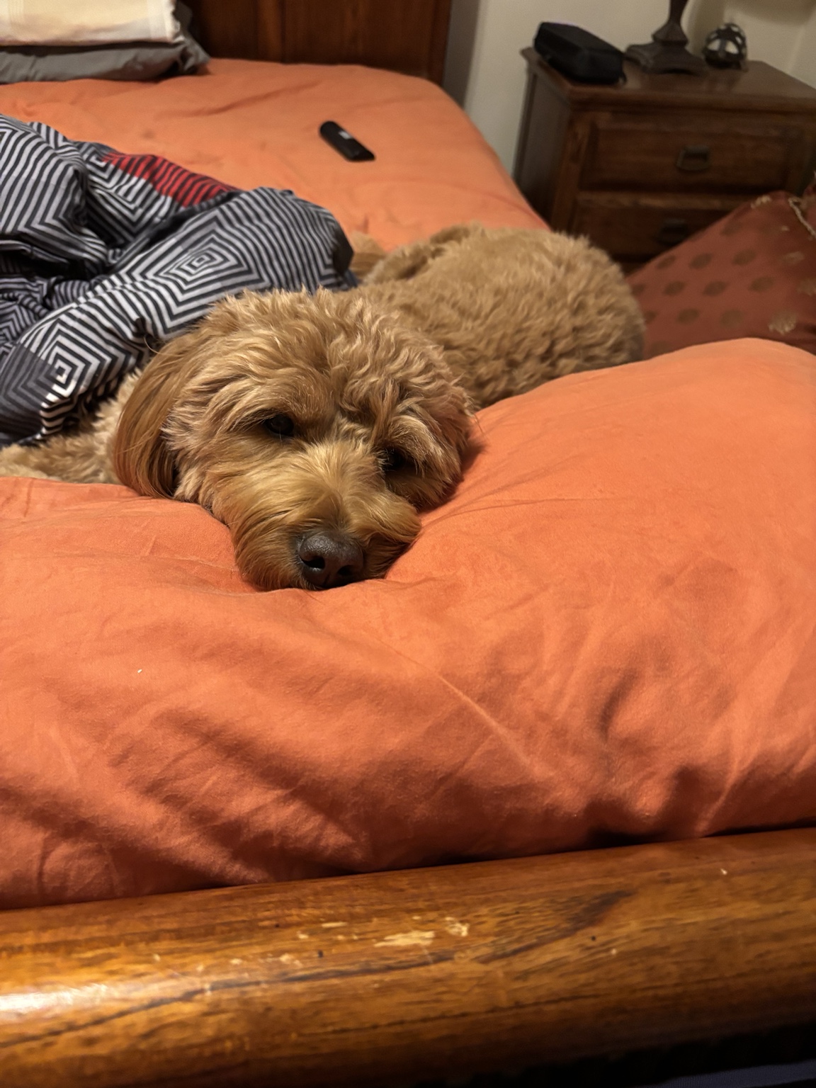 Ginger relaxing while working on the Sloan Rifle Works website